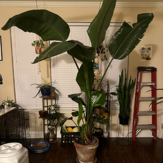 A very large bird of paradise specimen.
