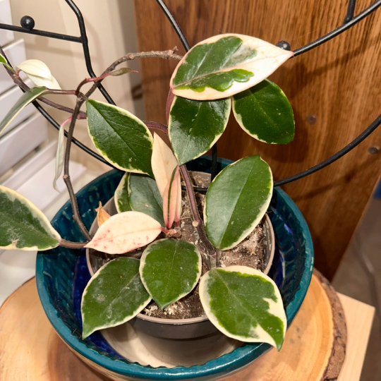 A hoya carnosa krimson princess.