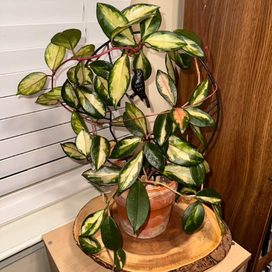A hoya carnosa krimson queen.
