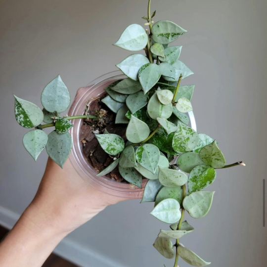 A silver khroniana hoya.