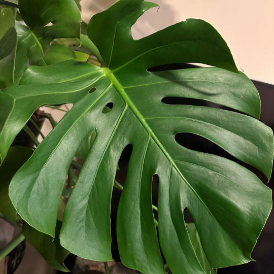 A very large monstera leaf.