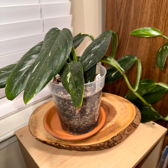 A variegated monstera standleyana.