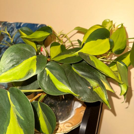 A philodendron Brasil.