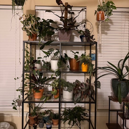 An indoor display of some favorite plants during the winter.