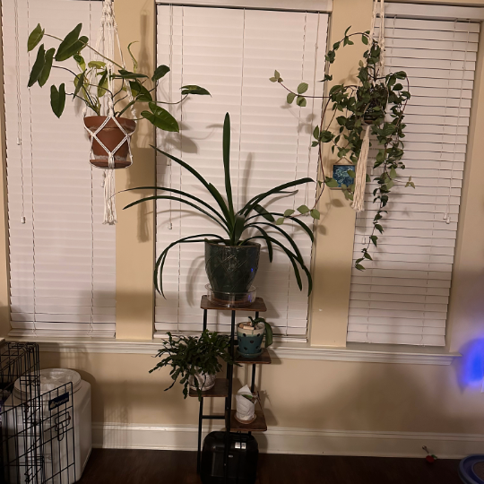 An indoor display of some favorite plants during the winter.