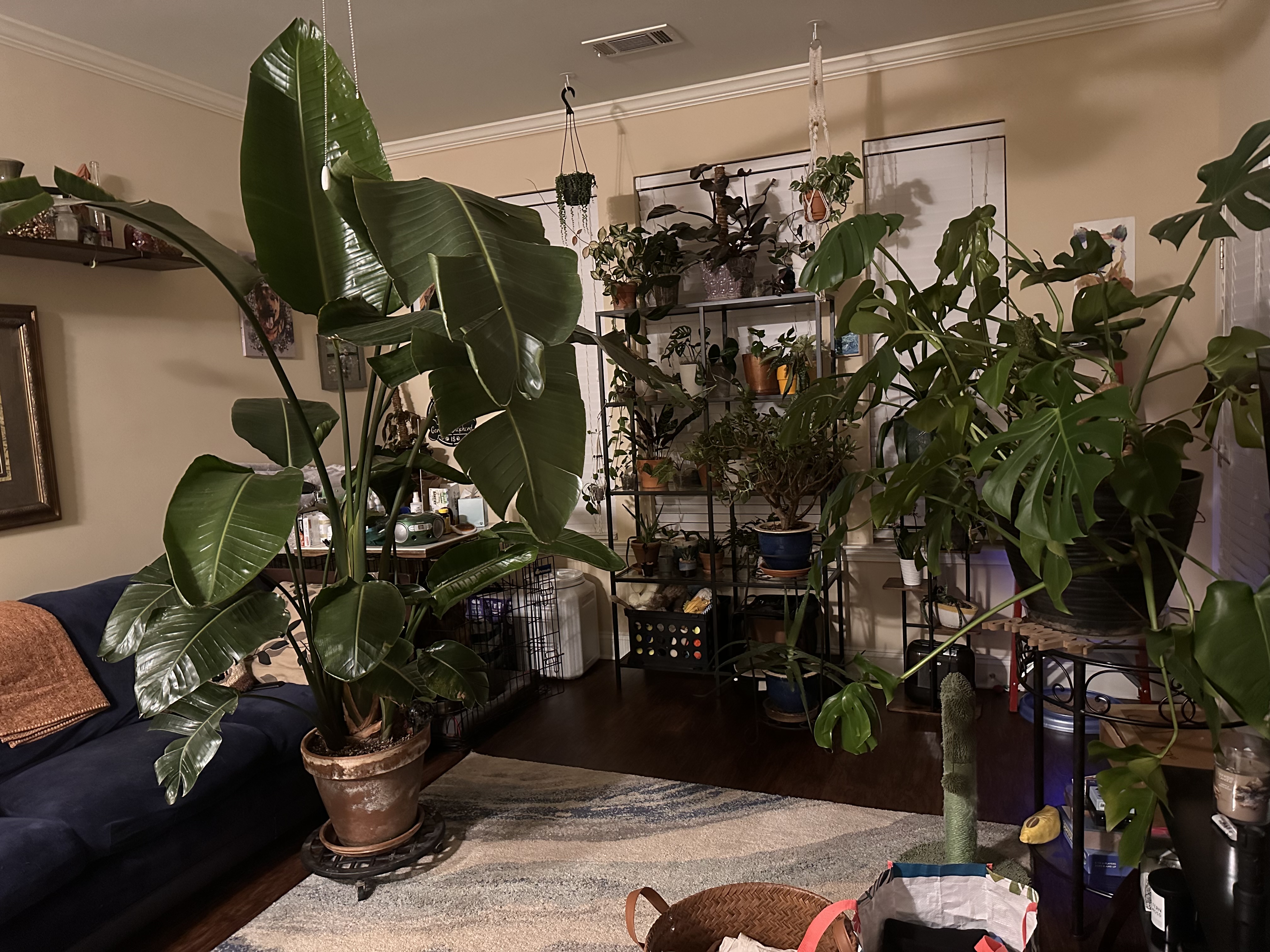 A photo of a giant bird of paradise, a large monstera, and a whole shelf of house plants making up Alyssa's Plant Collection.