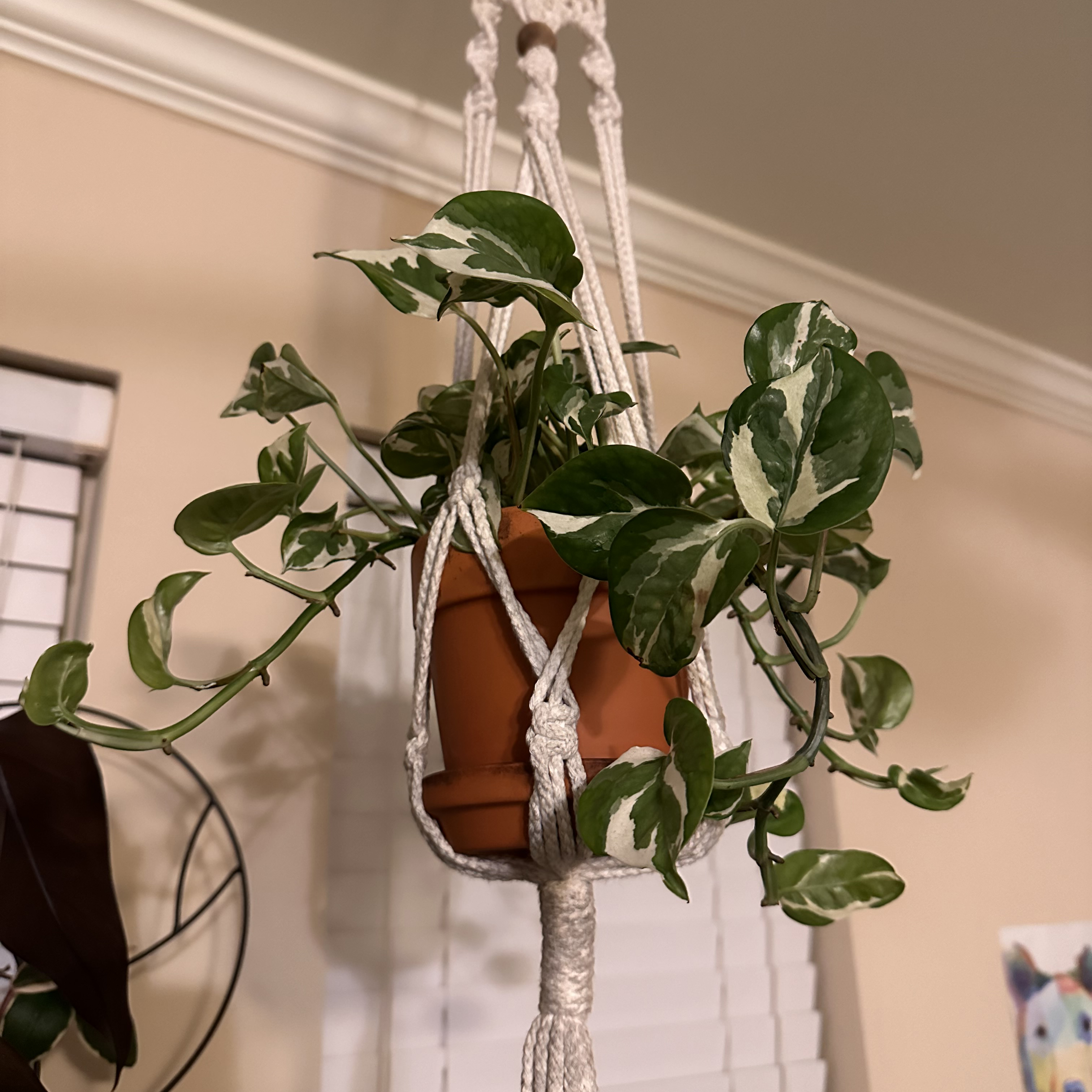 A variegated pothos plant hanging in a macrame hanger.