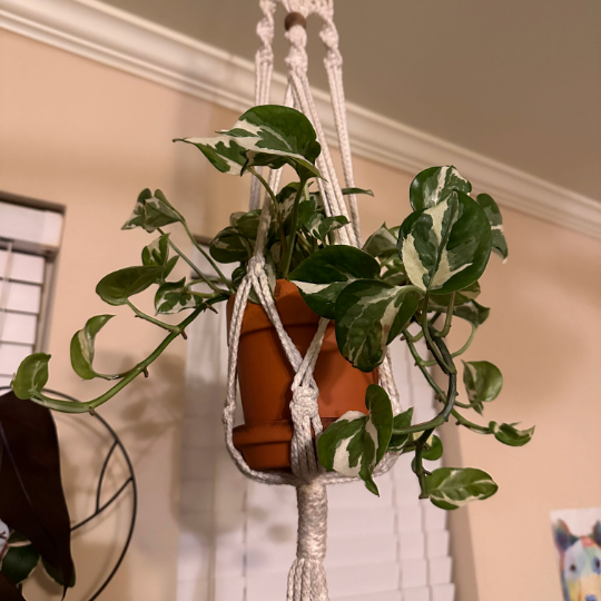 A variegated pothos plant hanging in a macrame hanger.