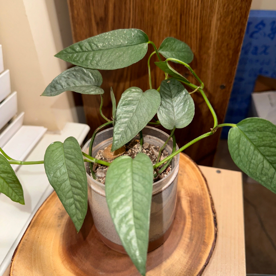 A bluish-tinted varietal of pothos.