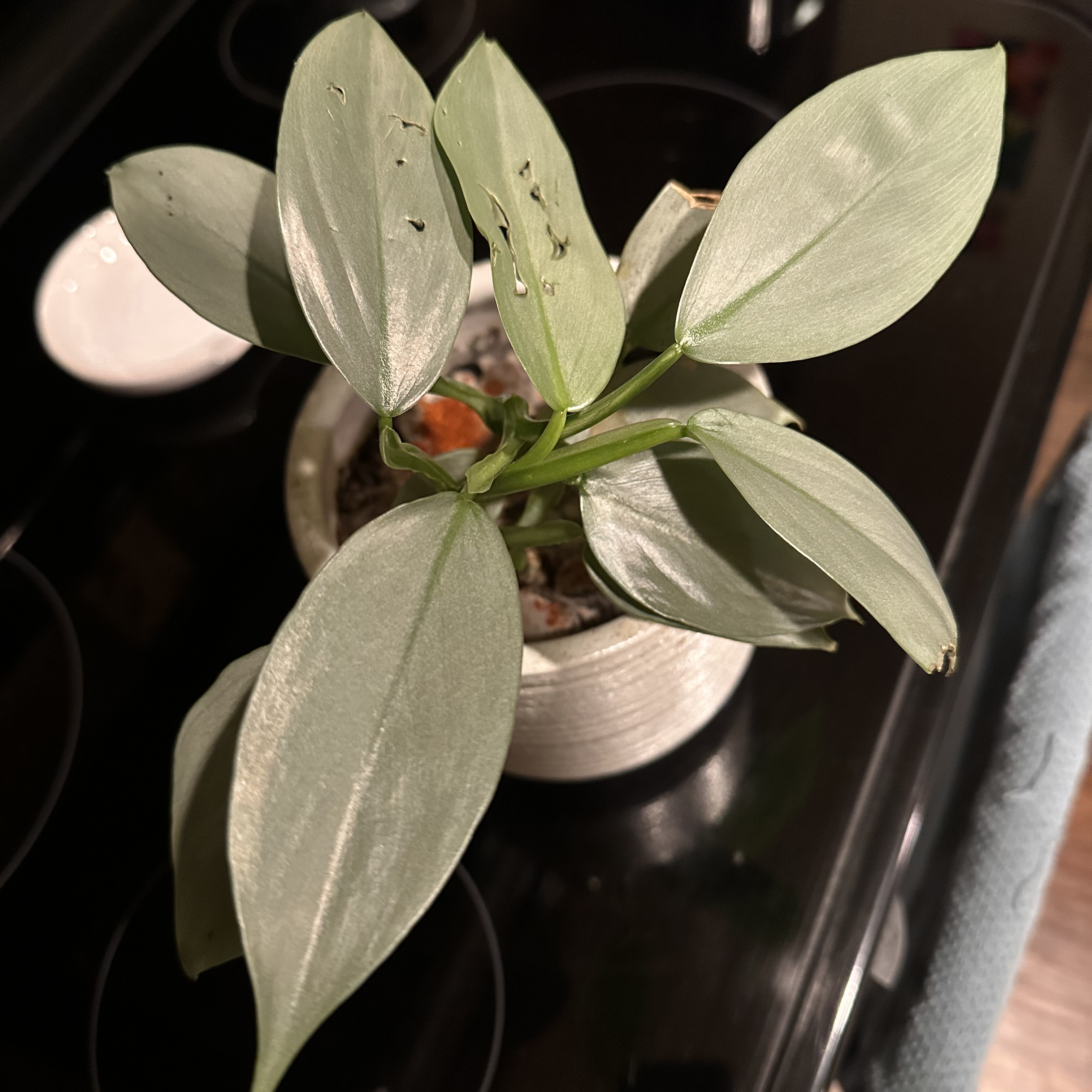 A silversword philodendron.