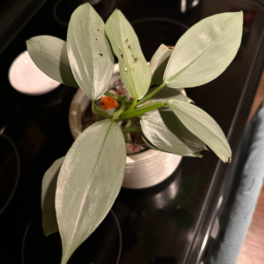 A silver sword philodendron.