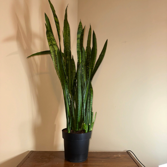 A very large snake plant.